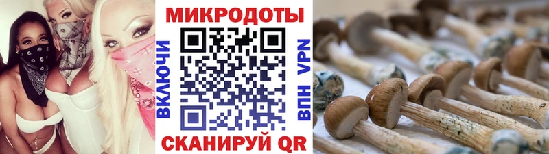 Псилоцибиновые грибы Psilocybine cubensis  Велиж 